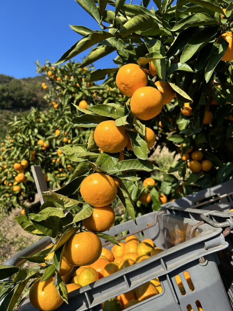 11月～温州みかん（田口早生・宮川早生）
